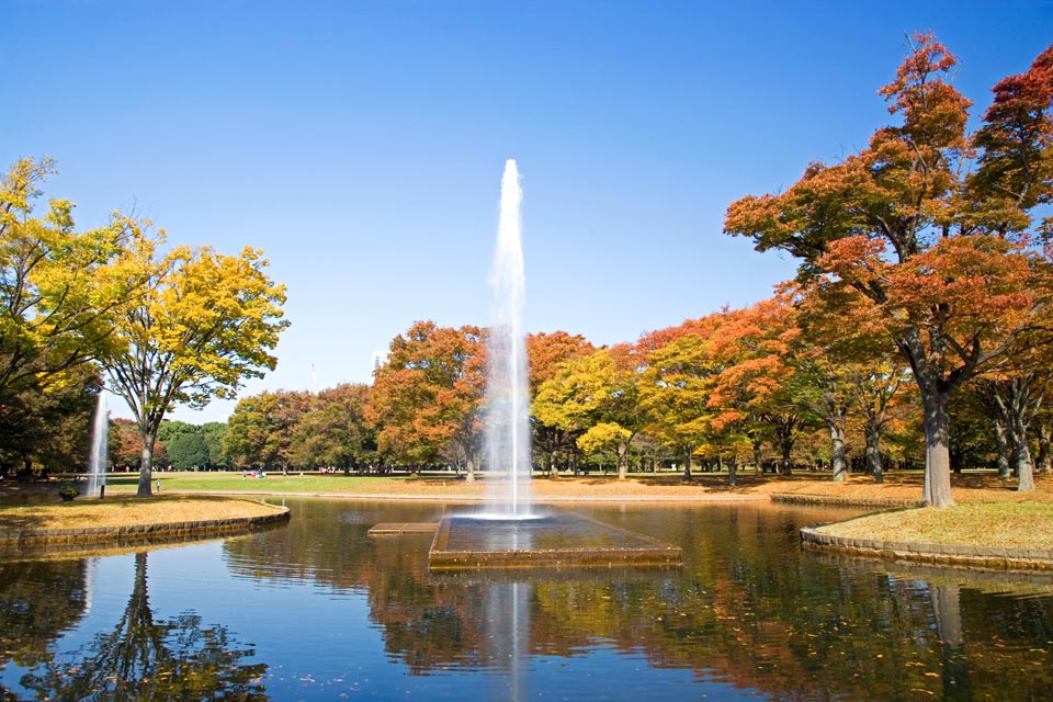 Yoyogi Park, Tokyo during autumn
