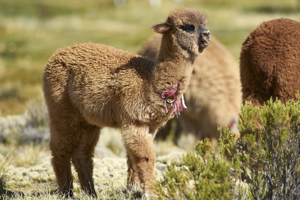 >Baby Alpaca in northern Chile.