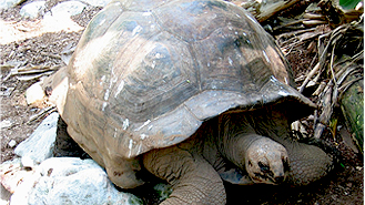 Tortoises Botanic Garden, Seychelles