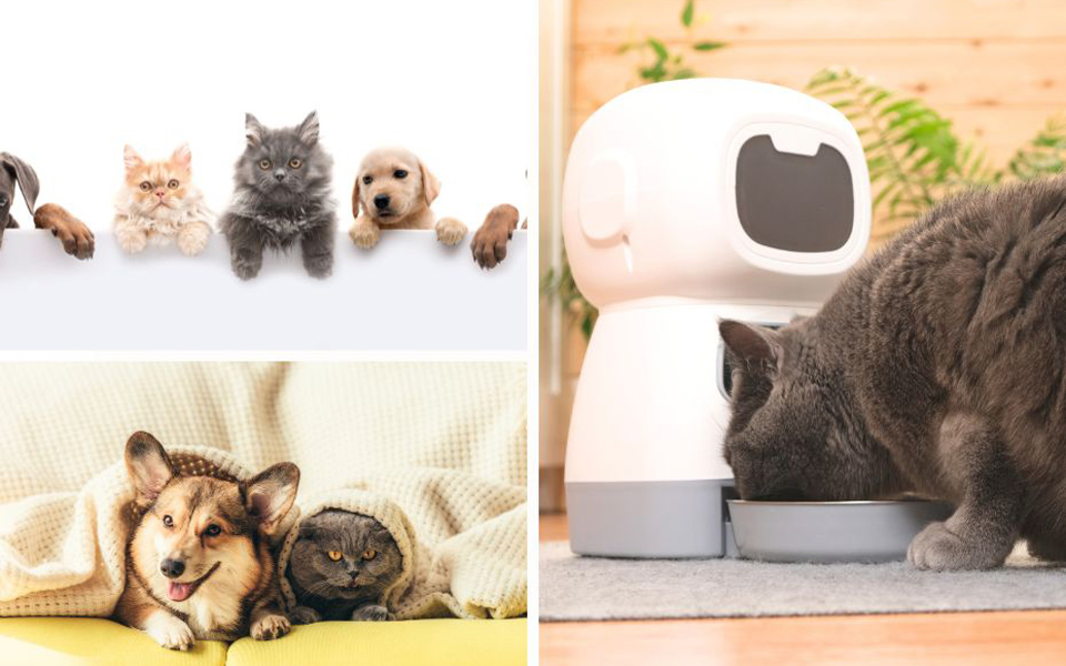 Make Pet Care More Convenient with smart plugs