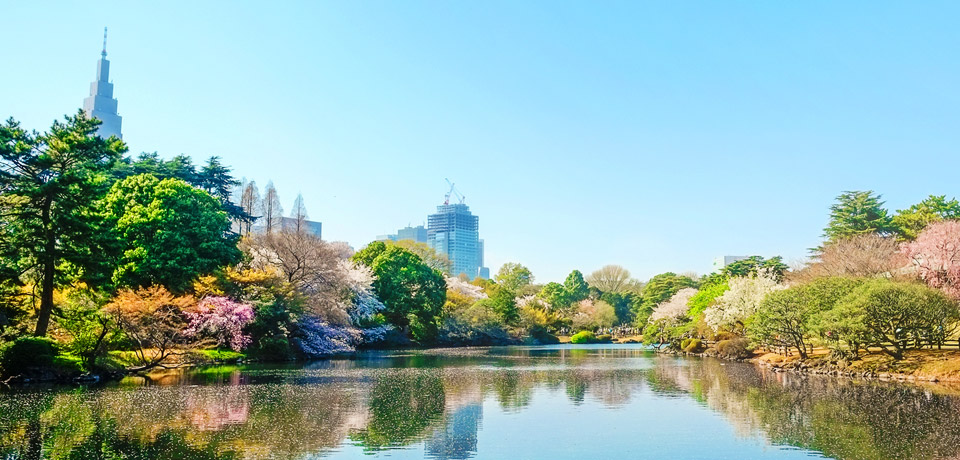 Shinjuku Gyoen Park,Tokyo Japan