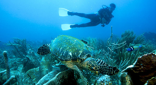 Buccoo Reef Tobago