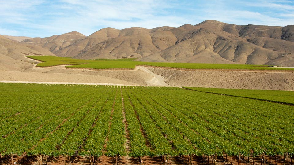 Chile vineyard