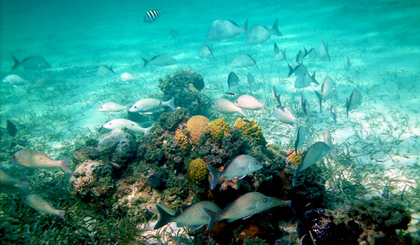 Exumas Cays Land and Sea Park Bahamas