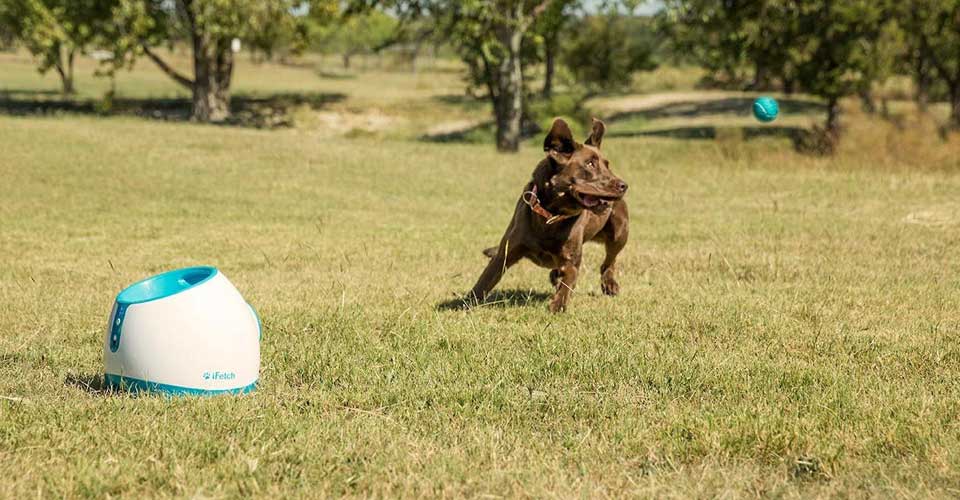 iFetch Interactive Ball Launchers for Dogs