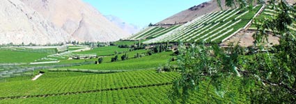 7 Of The Best Chilean Wine Tours For Wine Lovers
