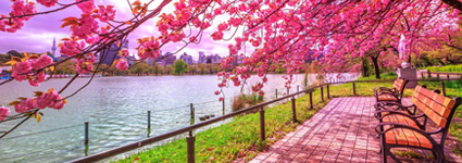 Which Are A Few Of The Best Parks To Visit In Tokyo